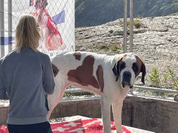 Image of St Bernard being groomed.