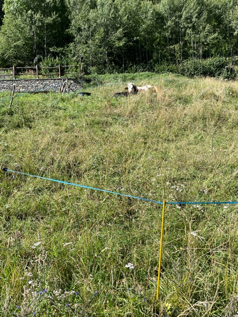 Cow in pasture