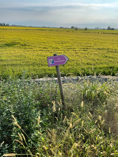 Rice fields and via Francigena sign
