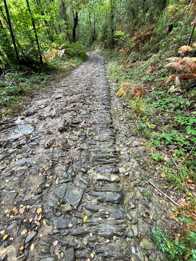 Stone pathed trail with trees