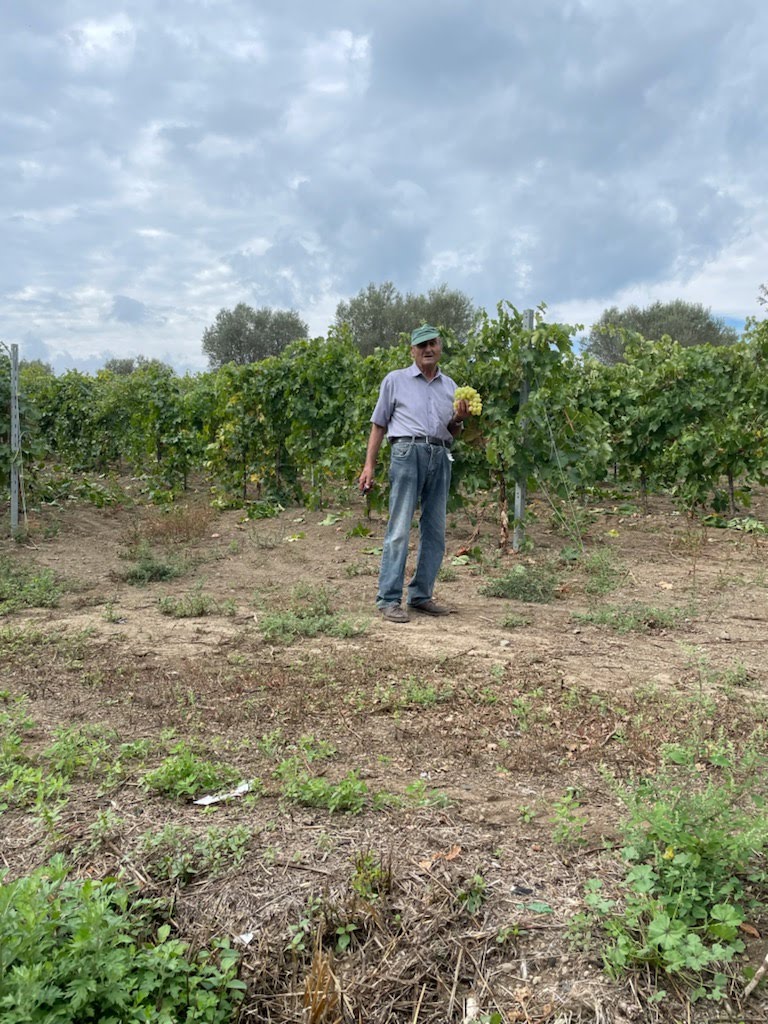 Older man holding grapes in a vineyard. Trees and sky. 