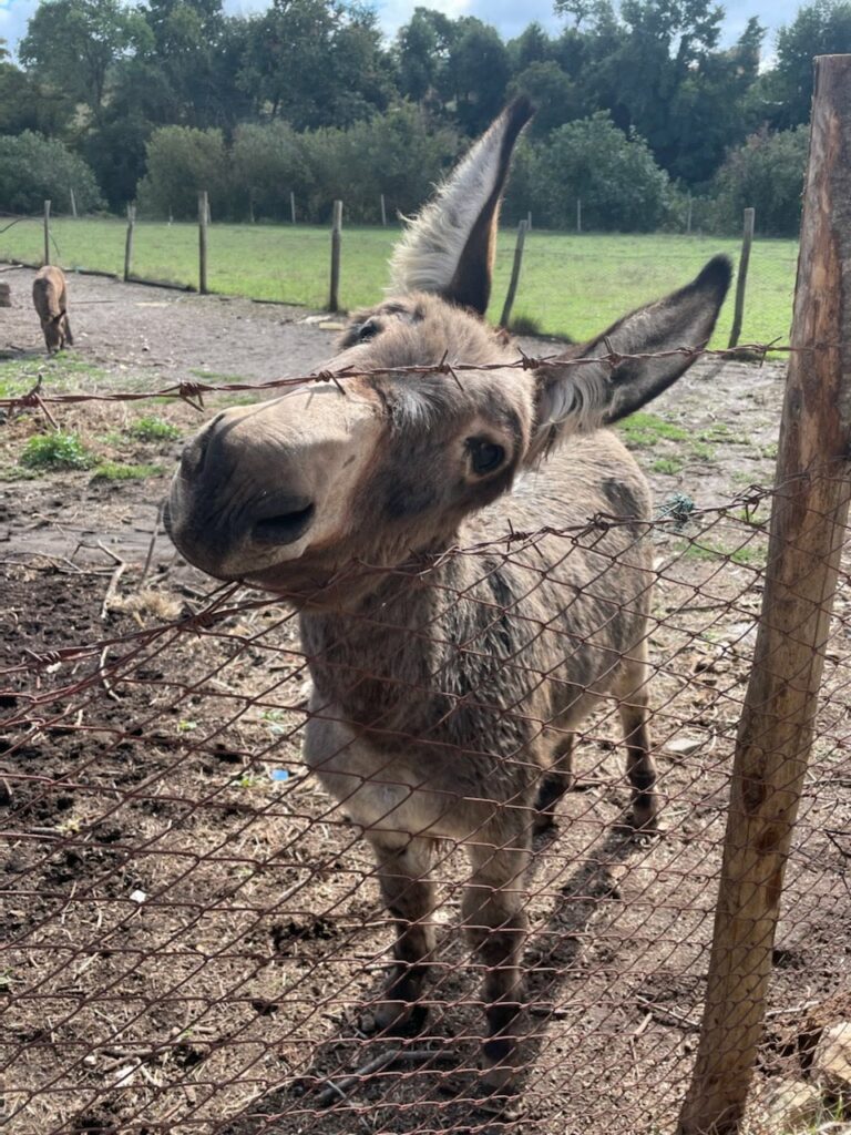 Dokey behind a wired fence.